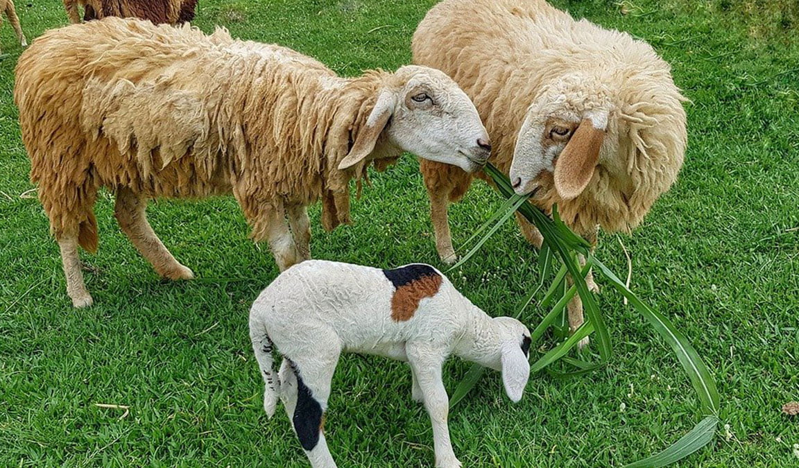 rumput pakan kambing domba