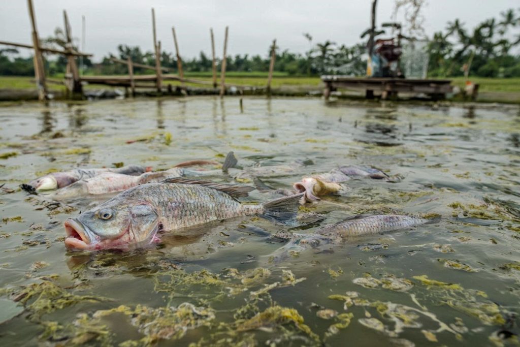 faktor nila mati massal