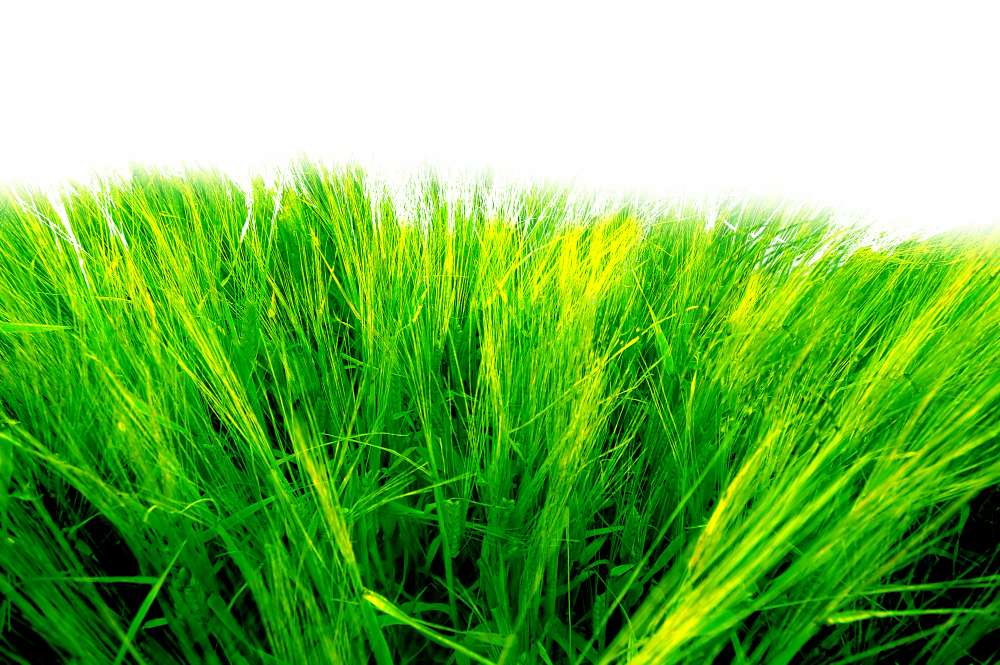 Kelebihan Alat Pencacah Rumput