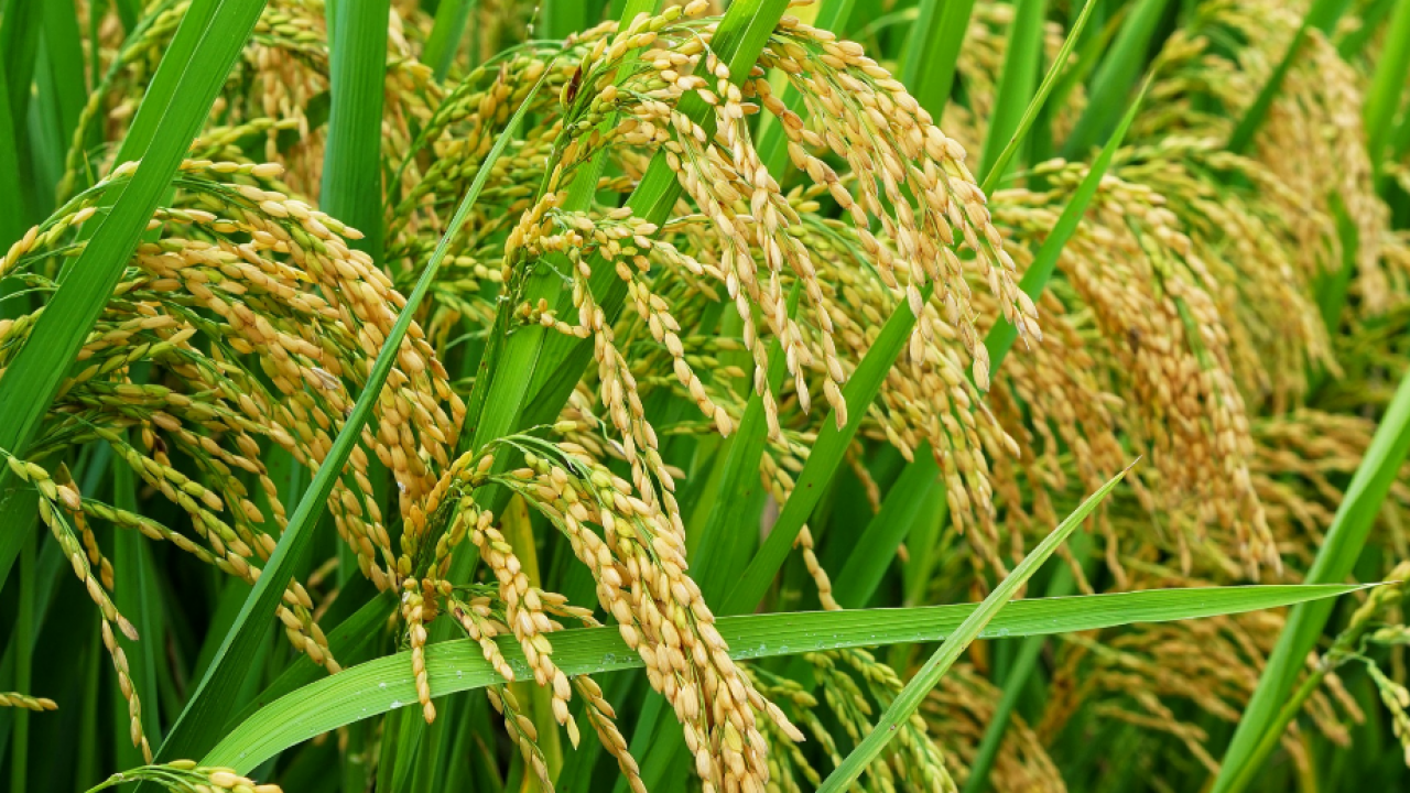 Tips Panen Padi Pakai Mesin